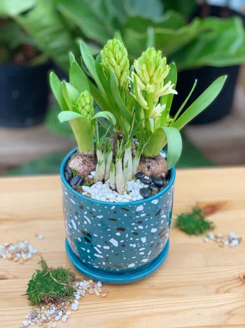 The Watering Can | A spring planter of hyacinths and crocus in a blue ceramic pot.