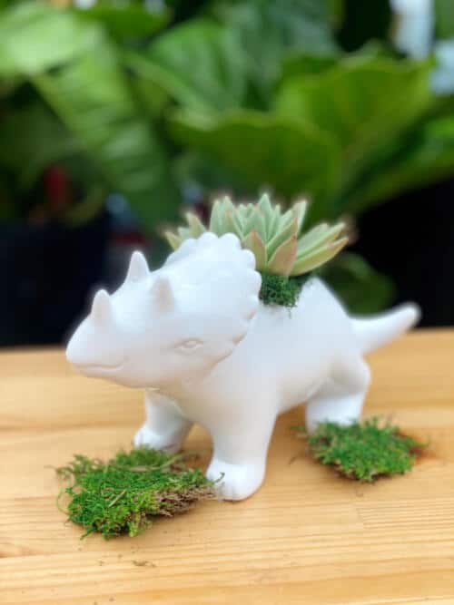 The Watering Can | A small succulent planter in a white triceratops shaped planter.
