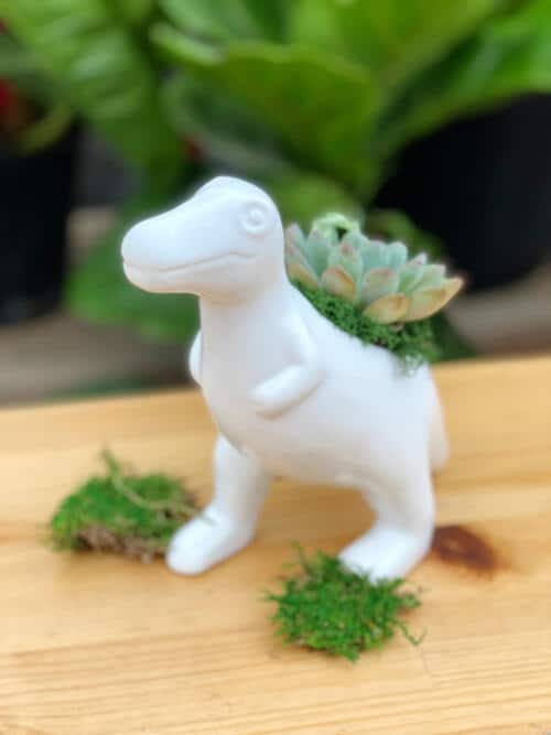 The Watering Can | A small succulent planter in a white t-rex shaped planter.