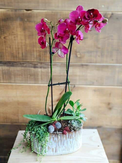 The Watering Can | An orchid planter with a tall double stem magenta orchid with succulents at its base in a white oblong container.