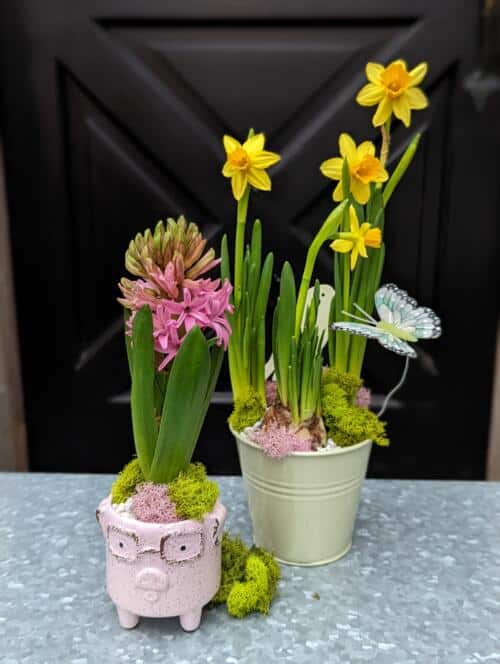 The Watering Can | Two small planters with daffodils and hyacinths one in a pink piglet container, the other in a light green metal tin.