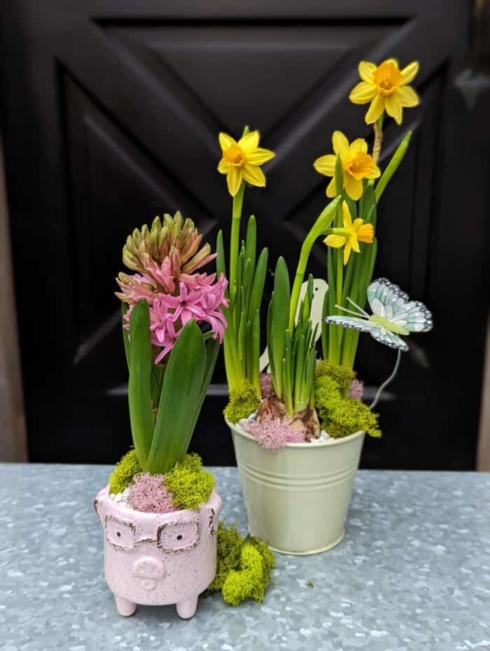 The Watering Can | Two small planters with daffodils and hyacinths one in a pink piglet container, the other in a light green metal tin.