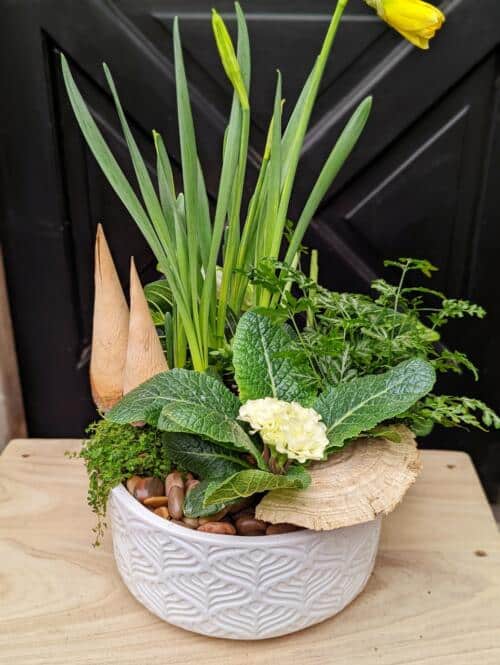 The Watering Can | A spring planter in yellow and green with daffodils, ferns, primaluna, and natural wood elements in a round white ceramic container.
