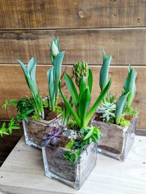 The Watering Can | A set of three spring planters in matching square glass containers lined with birch bark.