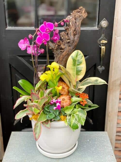 The Watering Can | A large planter full of brightly coloured tropical flowers and leaves with a grape vine stump in a large white ceramic planter.