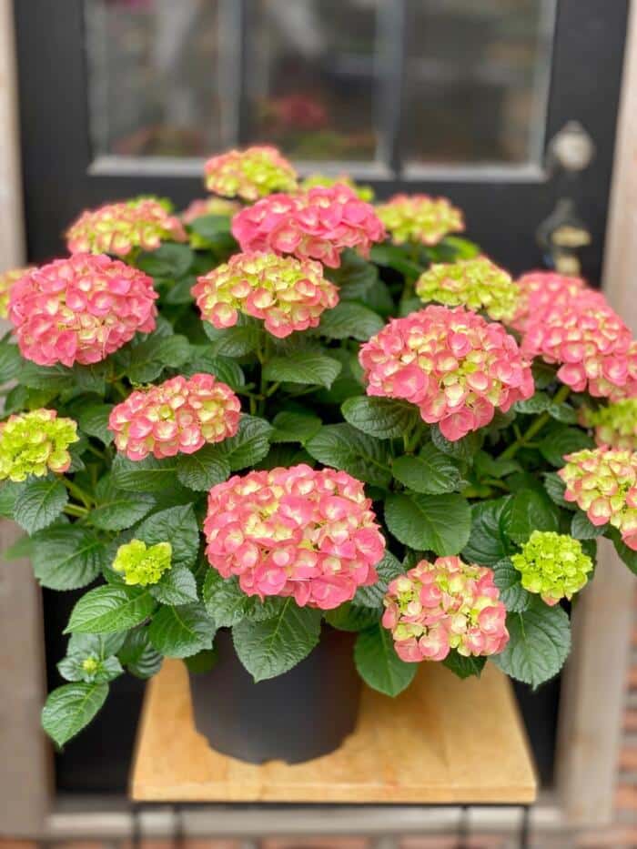 The Watering Can | A 10" pink hydrangea plant.