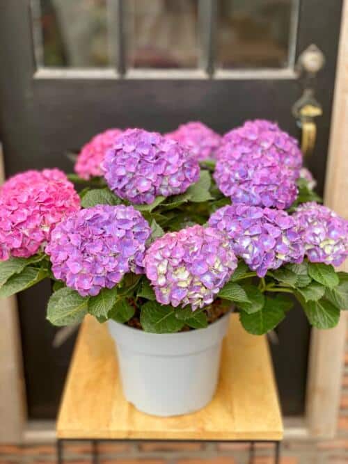 The Watering Can | A 10" purple hydrangea plant.
