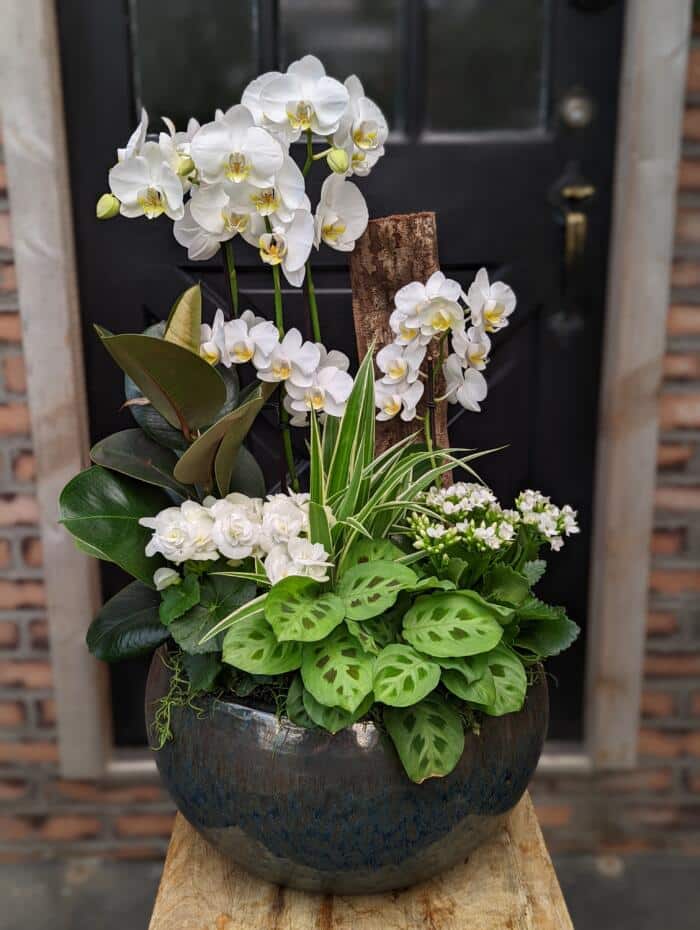 The Watering Can | A large all white planter with lots of orchids.