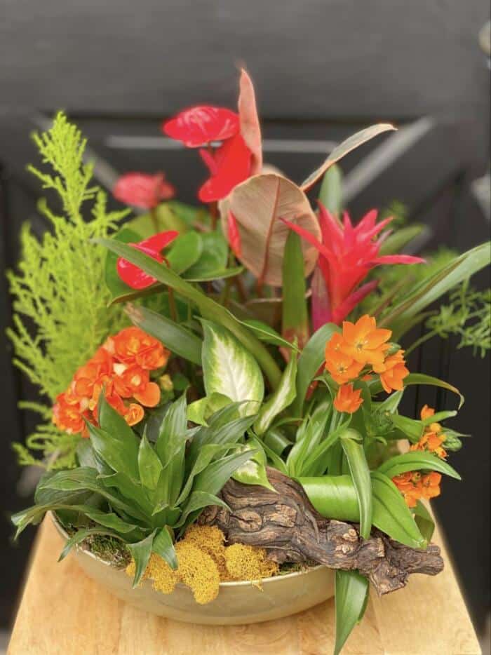 The Watering Can | A large planter in a low bowl featuring red, orange, and tropical plants with a grape vine stump artfully placed amongst them.