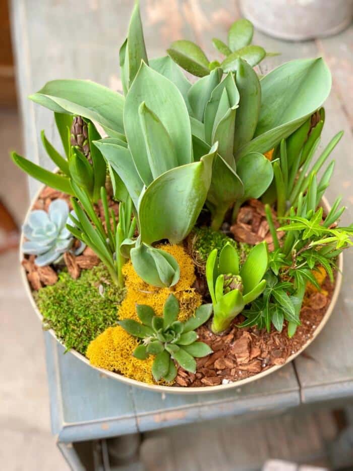 The Watering Can | View from above of a planter with spring blubs, succulents, yellow moss, and wood chips.