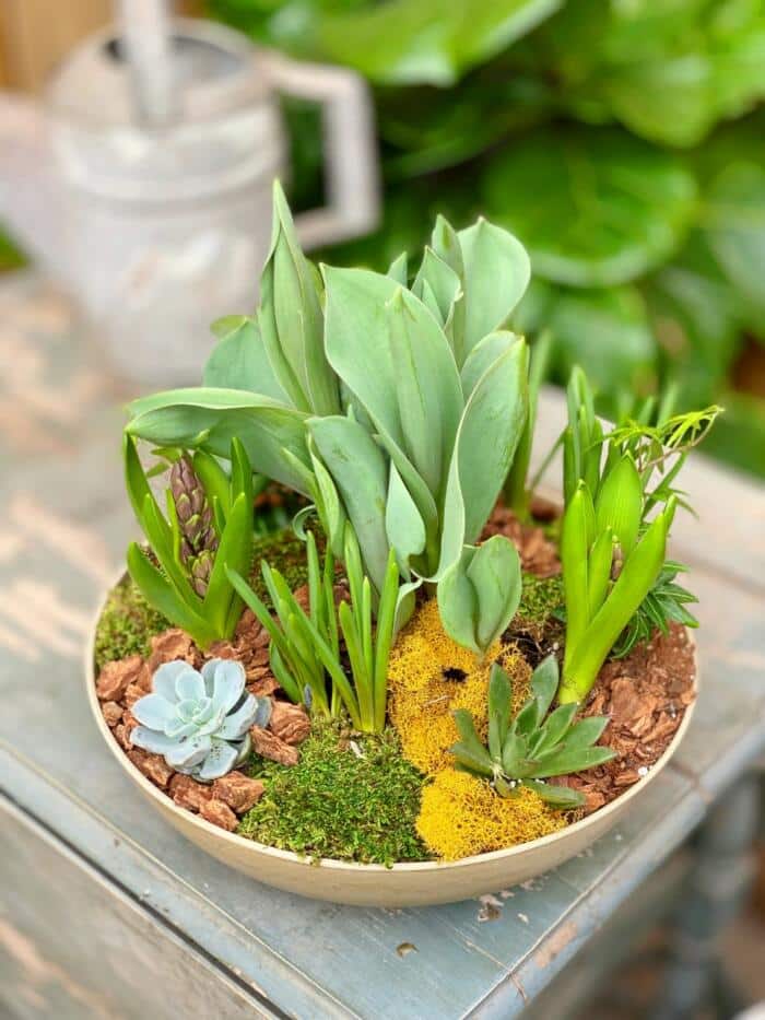 The Watering Can | A shallow bowl shaped planter with spring blubs, succulents, yellow moss, and wood chips.