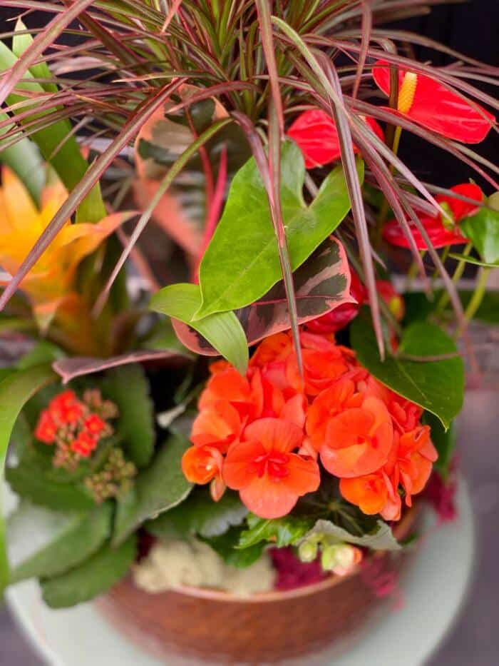 The Watering Can | Orange begonia, kalanchoe, and draceana in a large orange planter.