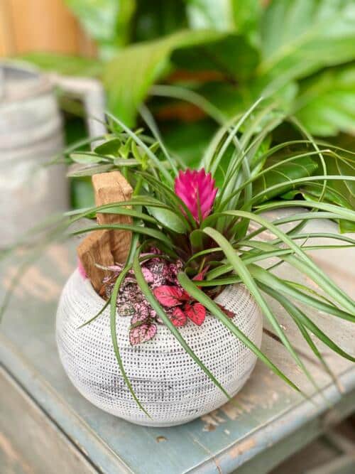 The Watering Can | A smaller planter with a pink quill, pink polka dot, jade, and natural wood pieces in a round white ceramic container.