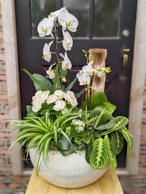 The Watering Can | A large white planter with orchids, begonia, kalanchoe and tropical greens.