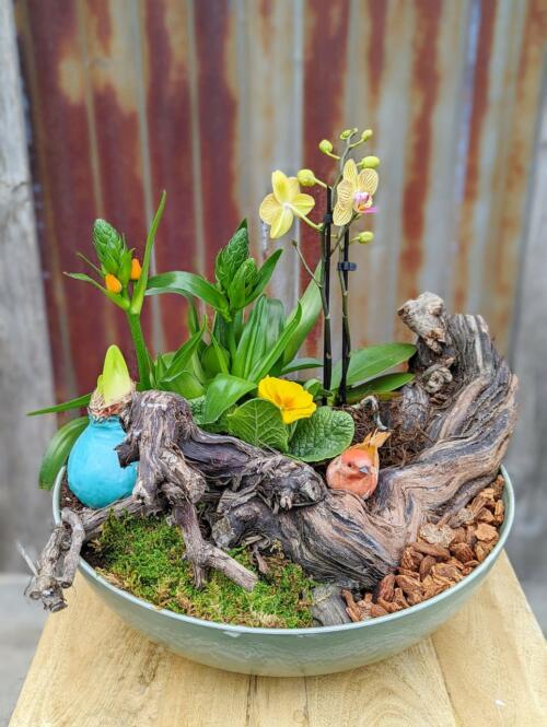 The Watering Can | A spring planter with a mini orchid, primula, and of Bethlehem planted around a grape vine stump with a small bird perched on it. This planter is designed in a shallow green bowl.