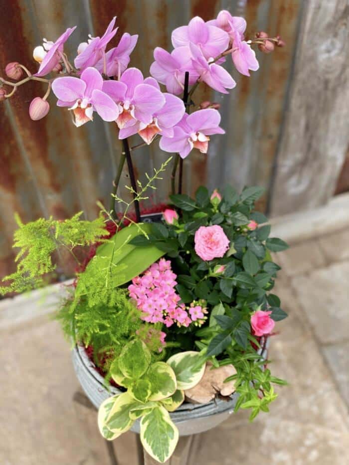 The Watering Can | An all blush pink planter with an orchid, roses, kalanchoe and greens in a grey woven container.