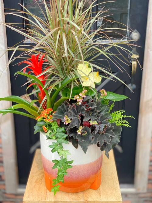 The Watering Can | braided dracaena, red bromeliad, dark leaved begonia, and cream anthurium in an orange and white ceramic container.
