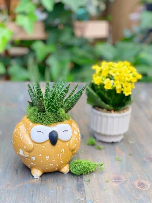 The Watering Can | This duo comes with a mustard yellow owl and cream toned pot with succulent planted in the owl ceramic and a yellow kalanchoe planted in the cream pot. Both are decorated with moss and pebbles.