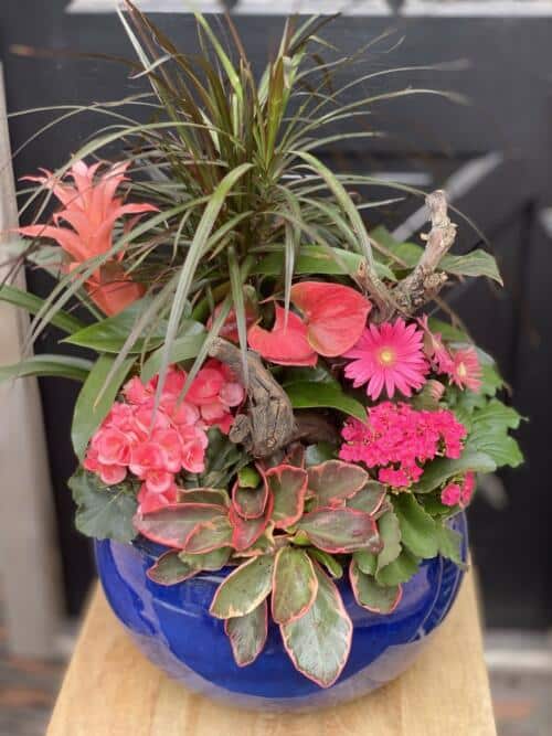 The Watering Can | A large planter of hot pink blooms in a dark blue container,