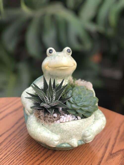 The Watering Can | You will design a succulent planter inside of a green turtle shaped ceramic pot. You will have two varieties of succulents and will decorate it with moss and pebbles.