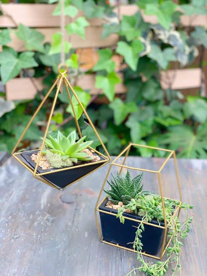 The Watering Can | You will make 2 planters, one in a black rectangle ceramic and one in black triangular ceramic pot. Both encased in a gold wire frame and planted up with 3 succulents. They will be decorated with moss and pebbles.