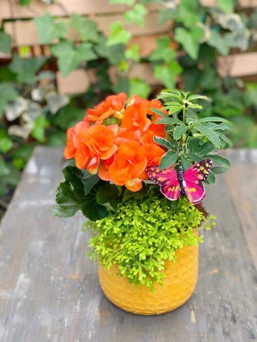The Watering Can | This planter is made in a vibrant yellow pot. Inside of it is bright begonia, a tropical plant, a moss fern and a butterfly.