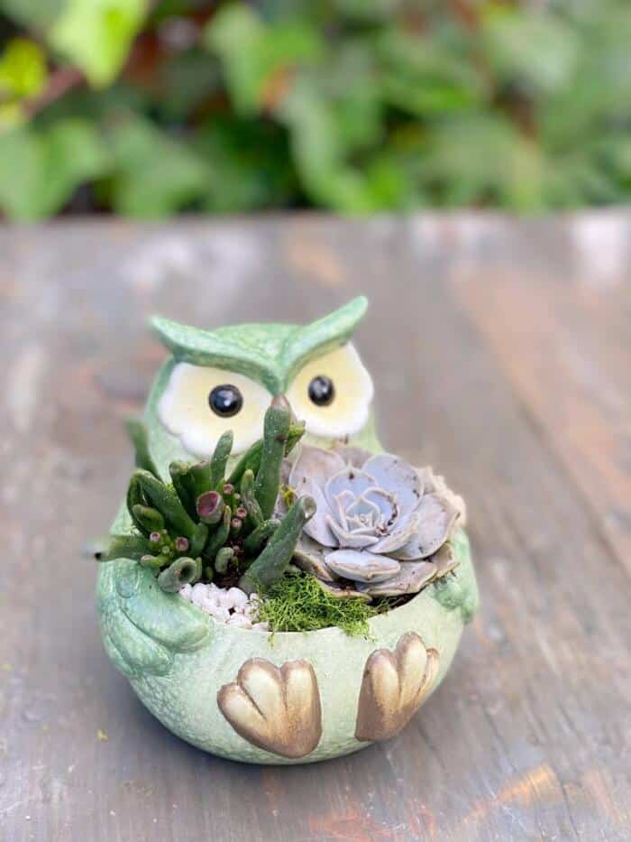 The Watering Can | This planter is made in a green owl shaped ceramic and has two different varieties of succulents in it. It is decorated with moss and pebbles.