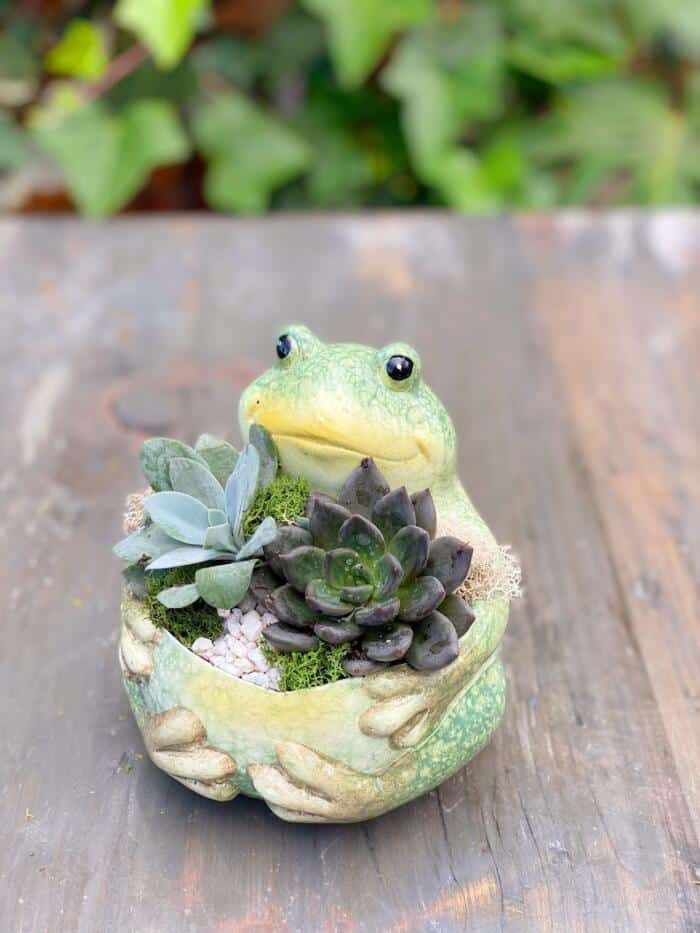 The Watering Can | This planter is made in a green frog shaped ceramic and includes 2 succulents. It is decorated with moss and pebbles.