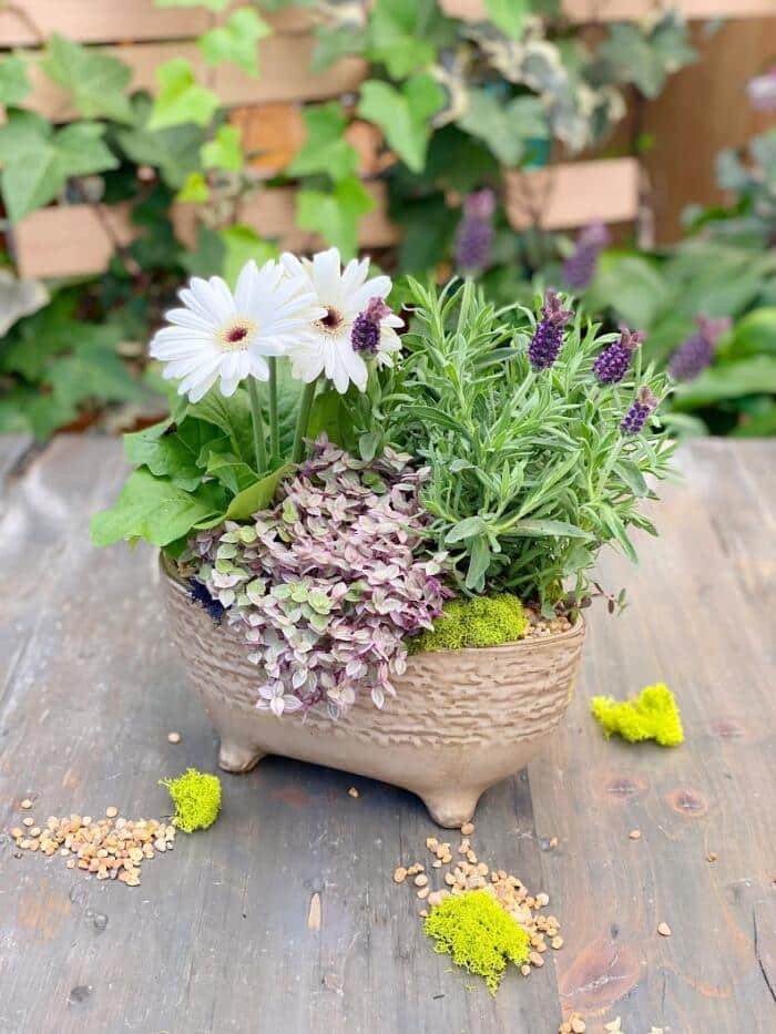 The Watering Can | This planter is made in a light brown oval shaped ceramic and includes a lavender plant, a gerbera plant and a trailing purple plant. It is decorated with mosses and pebbles.