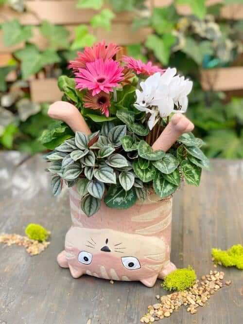 The Watering Can | This cute planter is made in a soft pink and cream cat shaped ceramic with two adorable cat paws coming out of the plants. You will plant a gerbera, a cyclamen and pepperomia and decorate it with moss.