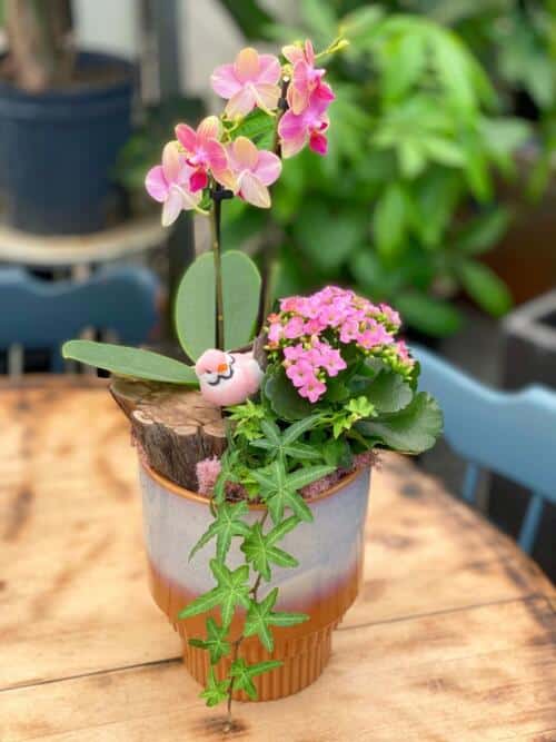 The Watering Can | A pink orchid planter with a small bird, kalanchoe, and ivy in a blue and terracotta ceramic container.