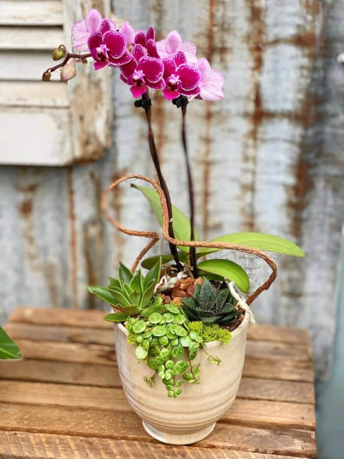 The Watering Can | A small orchid planter with a peach orchid surrounded by succulents.