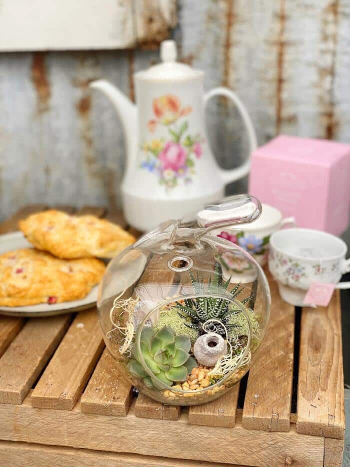 The Watering Can | This kit features an apple shaped glass container with two succulents and assorted mosses, pebbles and decorations. It is also comes with 2 sweet scones and 2 bags of tea for you to enjoy.