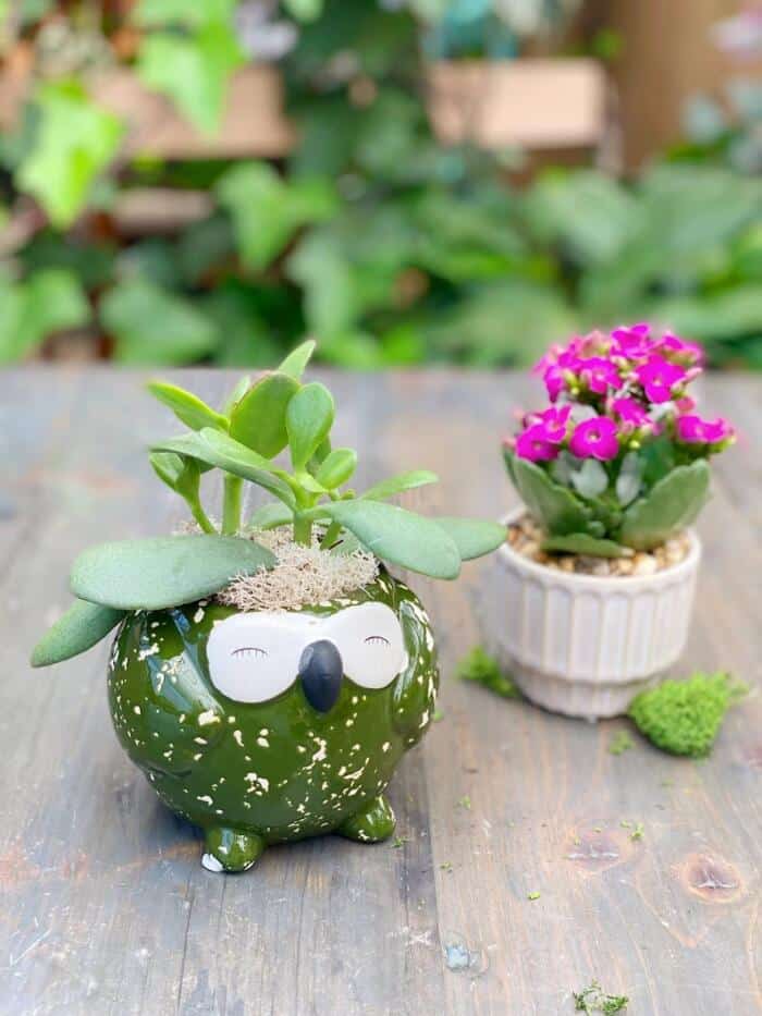 The Watering Can | This kit includes 2 planters, one is in a dark green owl shaped ceramic and the other is a cream coloured ceramic. You will get both a succulent and a kalanchoe to plant in them as well as moss and pebbles to decorate with.