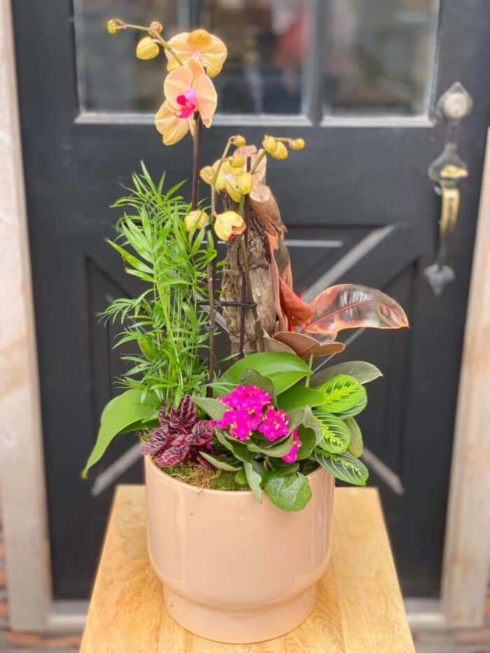 The Watering Can | An tropical orchid planter in blush and hot pink designed in a light peach coloured ceramic container.