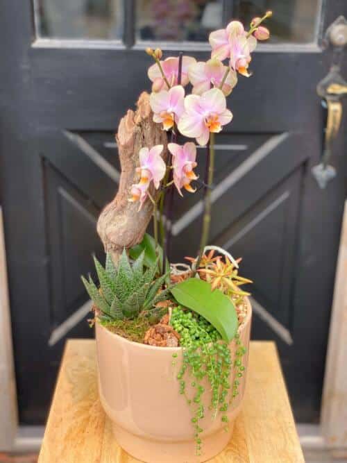 The Watering Can | A peach orchid amongst succulents in a peach ceramic container.