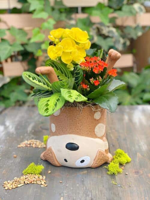 The Watering Can | This kits includes a brown and cream dog shaped ceramic and is planted up with a begonia, a kalanchoe and a prayer plant. You will decorate it with spanish moss and 2 dog paws to make it look like it is doing a head stand.