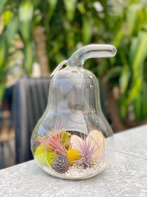 The Watering Can | This air plant arrangement is made in a pear shaped glass vessel. Inside of it is an assortment of mosses, pebbles and decorations plus 2 airplants.