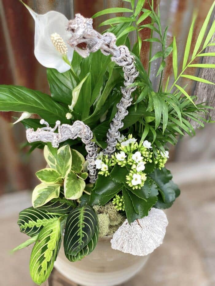 The Watering Can | Tropical greens and white blooms planted together in a beige ceramic container.