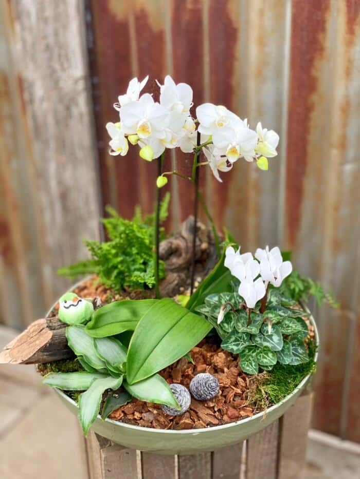 The Watering Can | A white orchid planter in a low green bowl with white cyclamen, greens, a grape vine stump and orchid bark.