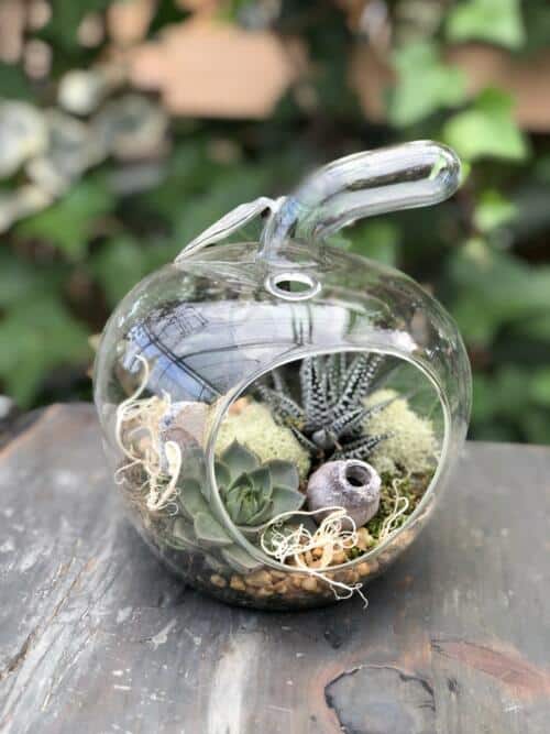 The Watering Can | This kit includes an apple shaped glass container that is planted up with 2 different varieties of succulents. It is adorned with an assortment of mosses and stones and some decorations.