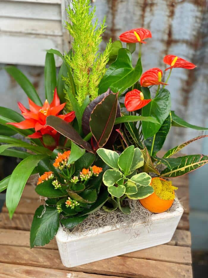 The Watering Can | A tropical planter of bright red and orange in a square white wooden container.