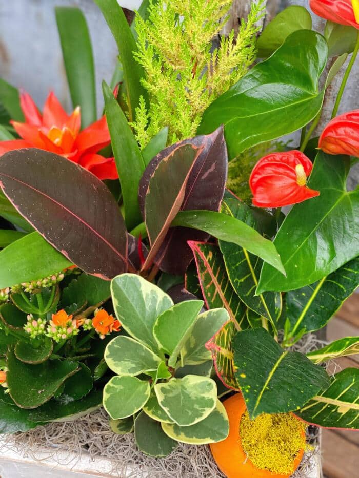 The Watering Can | Red anthuriums, orange bromeliad, ruby ficus, and variegate peperomia in a tropical planter.