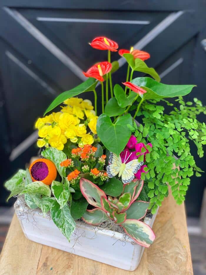 The Watering Can | A bright and colourful planter in a square wooden container.