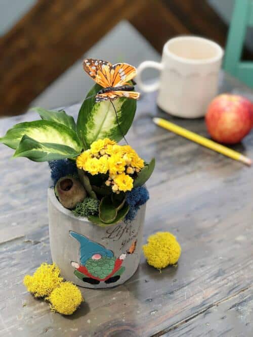 The Watering Can | This DIY kit includes a cement container with a cheeky gnome painted on it. You will plant up a tropical and a flowering plant into this container and decorate it with mosses and a butterfly.