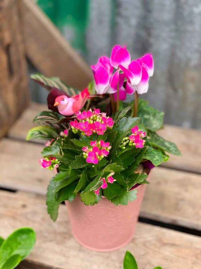 The Watering Can| This DIY kit is made in all different shades of pink starting with the tin pot its in. You will plant inside of it a cyclamen, a kalanchoe and a calathea plant. To finish it off you will decorate it wiht moss and stones and a cute bird.