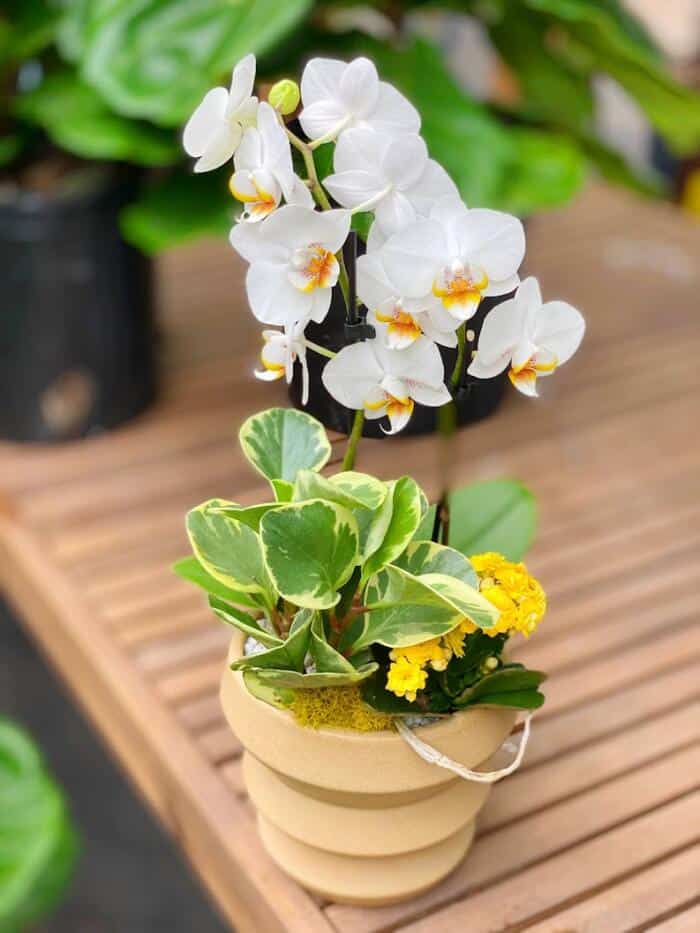 The Watering Can| This kit includes a beautiful white orchid, a varigated pepperomia and a yellow kalanchoe. All encased in a sand toned ceramic and decorated with moss and pebbles.