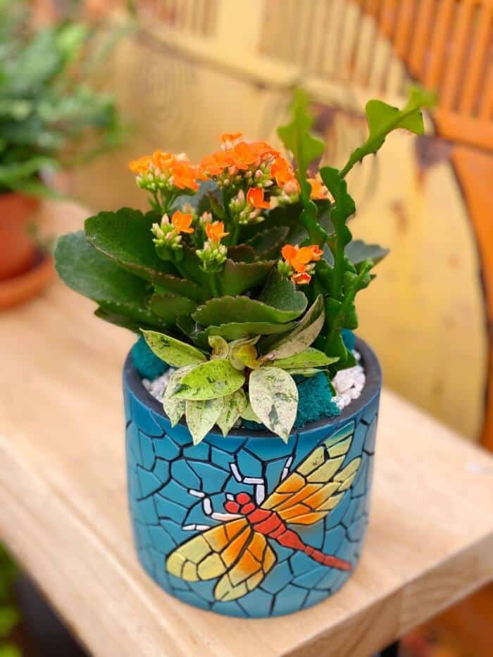 The Watering Can| This kit includes an orange kalanchoe, a fishbone cactus and a ficus moonshine. It will be decorated with moss and soil and planted in a ceramic container adorned with a dragonfly.