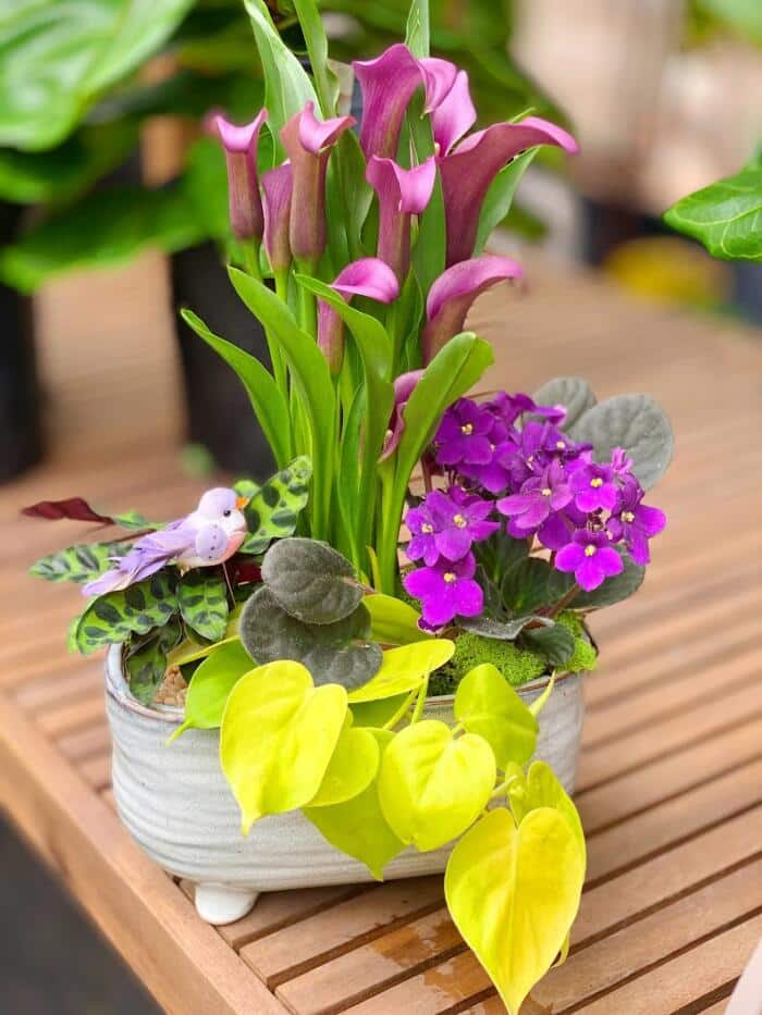 The Watering Can| This kits features a purple calla lily plant, a purple african violet, a lime green philodendron and a calathea plant. They are planted in a creamy blue toned ceramic oval and it is decorated with assorted moss and pebbles.