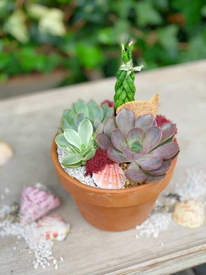 The Watering Can| This DIY kit includes an array of succulents and a braided snake plant to bring this planter to life. You will decorate it with 2 colours of pebbles, moss, seashells and a piece of preserved mushroom. All of this is made in a terracotta pot.